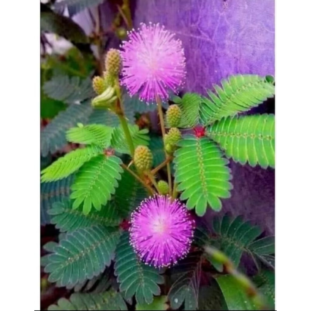 ต้นไมยราบในกระถางปลูกประดับน่ารักมินิมอล sensitive Plant - รูปที่ 5