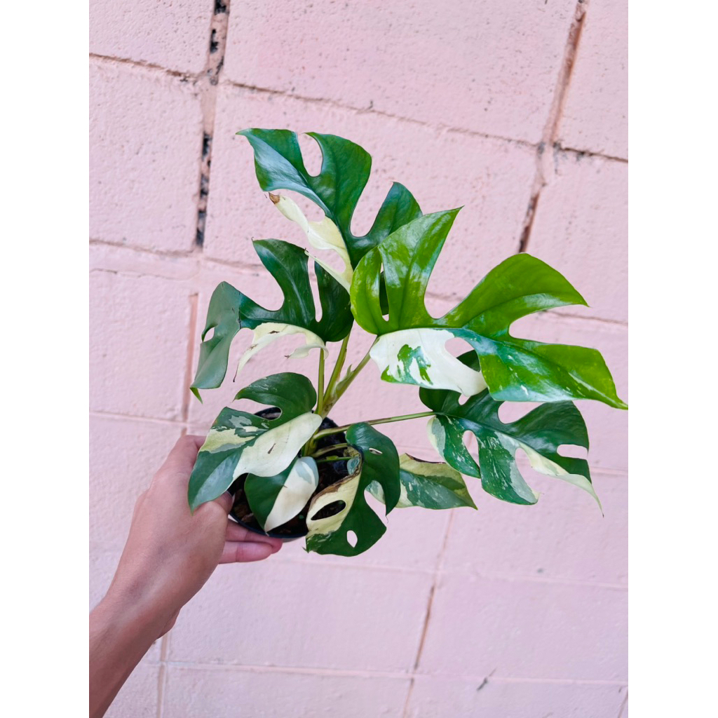 ต้นจินนี่ด่างขาว(คละต้น) Rhaphidophora Tetrasperma Variegated ไม้แต่งบ้าน ไม้ด่าง