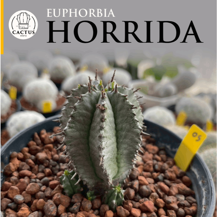 🐟Euphorbia Horrida🐟 ไม้ชำหน่อ กระถาง 3 - 4 นิ้ว รอยน้ำตาลปกติของยูโฟเบีย เสน่ห์ของน้อง
