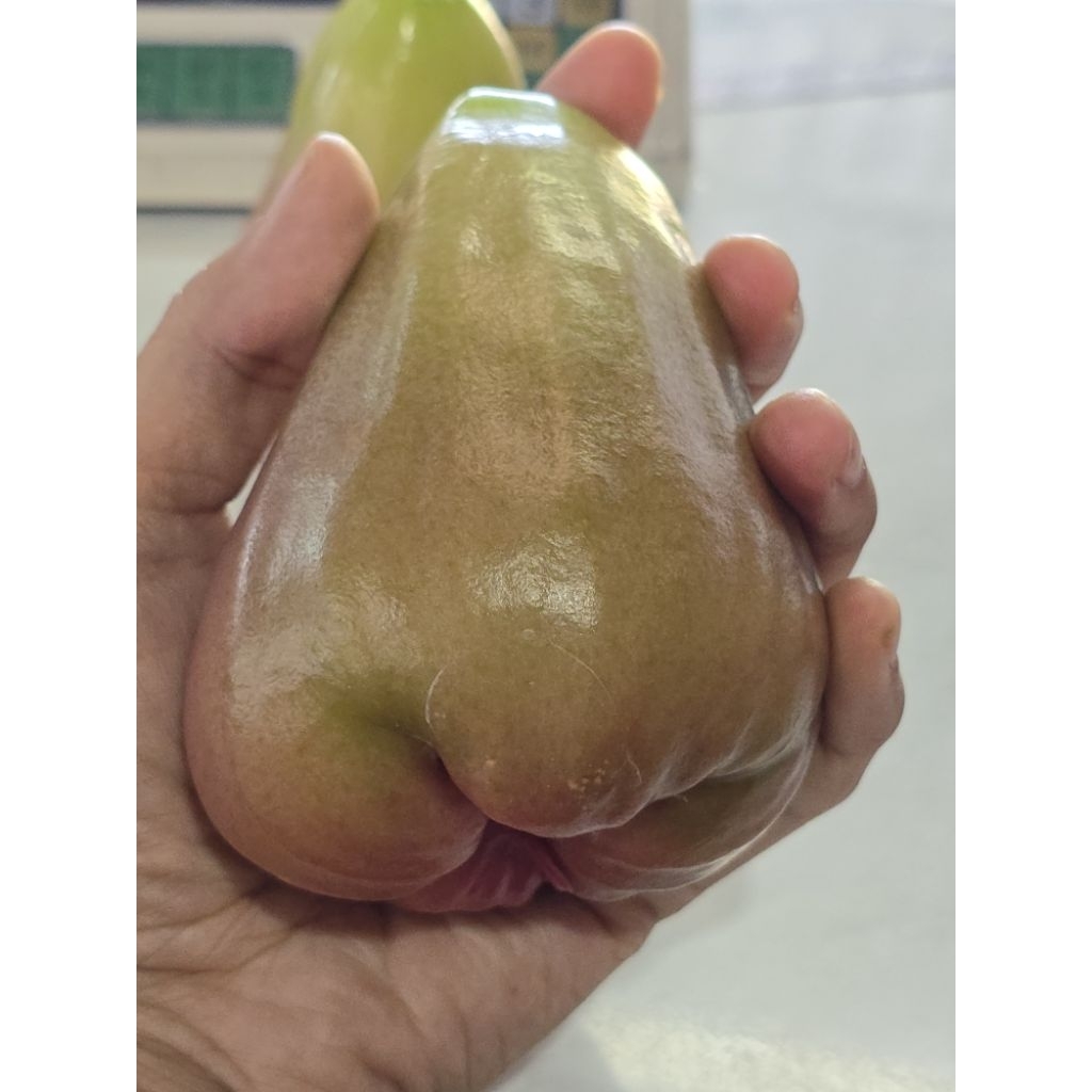 ต้นชมพู่ยักษ์ไต้หวัน40-60ซม.พร้อมปลูก