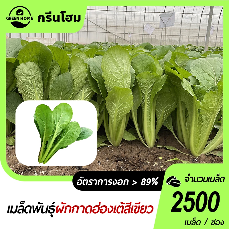 2500 เมล็ด เมล็ดพันธุ์ผักกาดขาวน้อยผักกาดขาวน้อย ทานอร่อย เมล็ดพันธุ์แท้