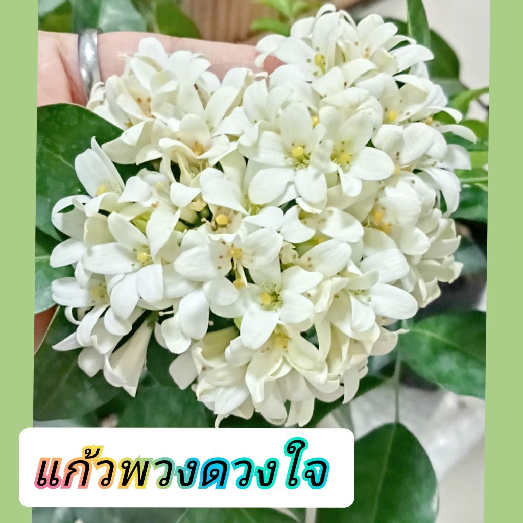 ต้นแก้วพวงดวงใจ🌼ช่อดอกใหญ่หอมฟุ้ง🌼ต้นสูง50-60ซม.ถุง6นิ้ว*มีติดดอก