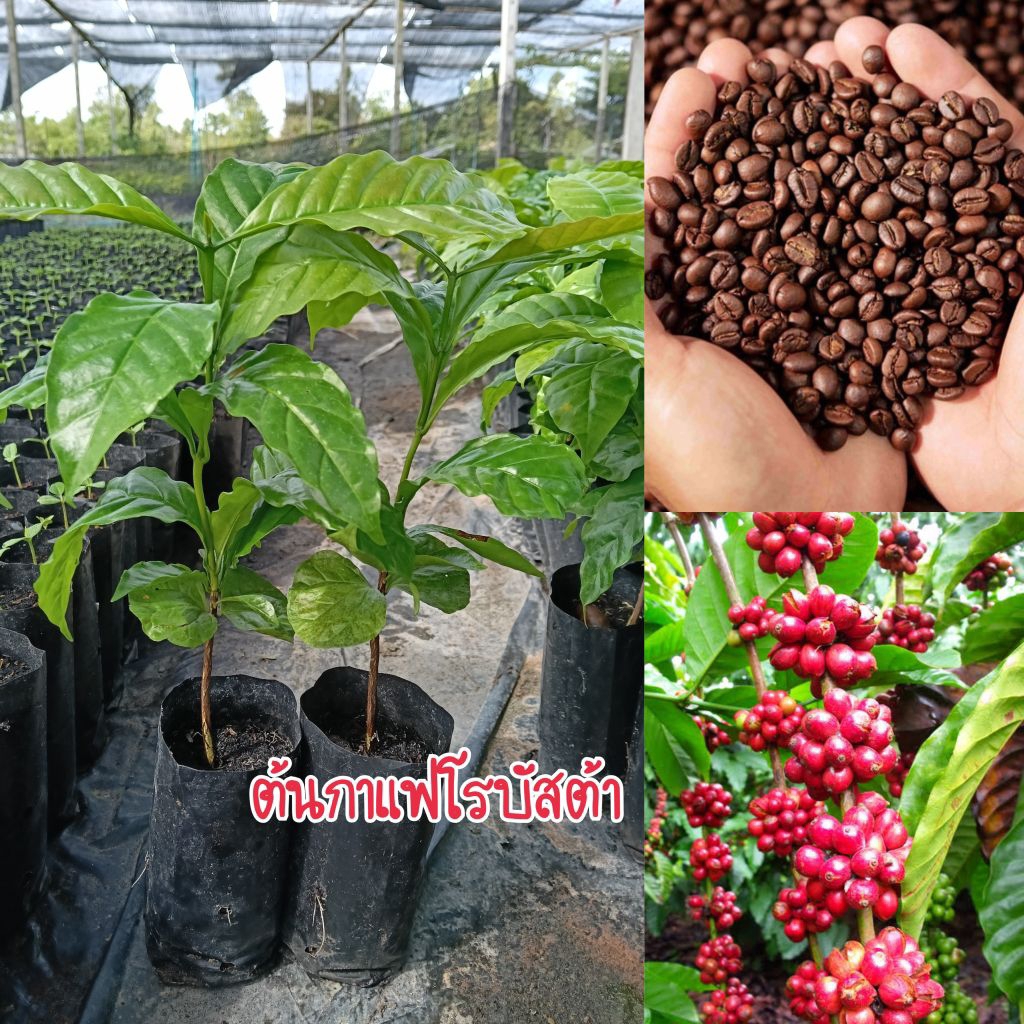 (ชุด 2 ต้น)ต้นกาแฟโรบัสต้า สายพันธุ์ยอดนิยม สามารถปลูกได้ทุกพื้นที่