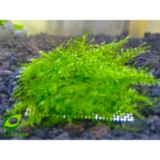 คริสมาสต์มอส(Christmas Moss)