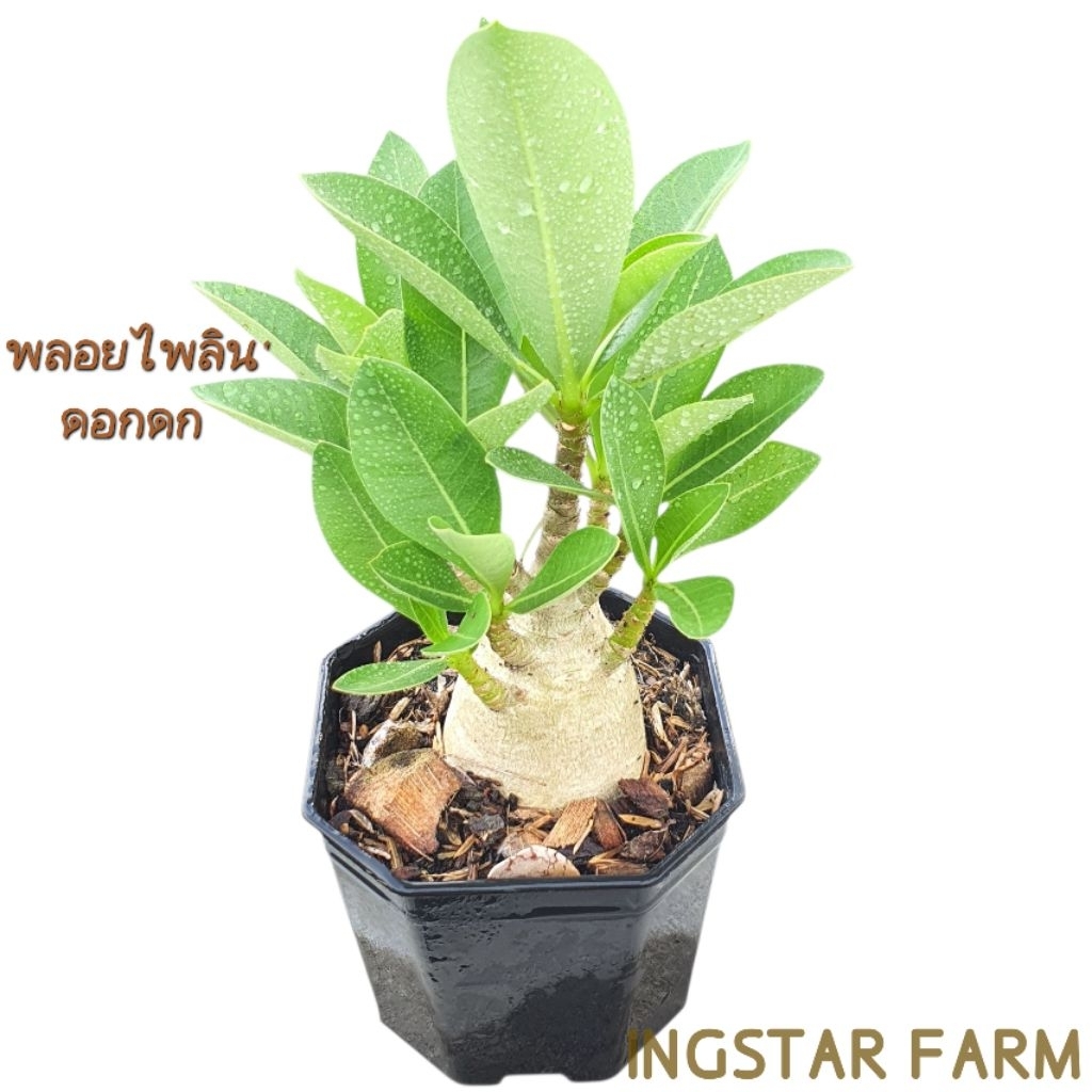 🌱ต้นชวนชม สายพันธุ์พลอยไพลินดอกดก [ทำรากตะขาบเเล้ว] ดอกสีชมพูชั้นเดียว ส่งแบบถอนต้นล้างราก