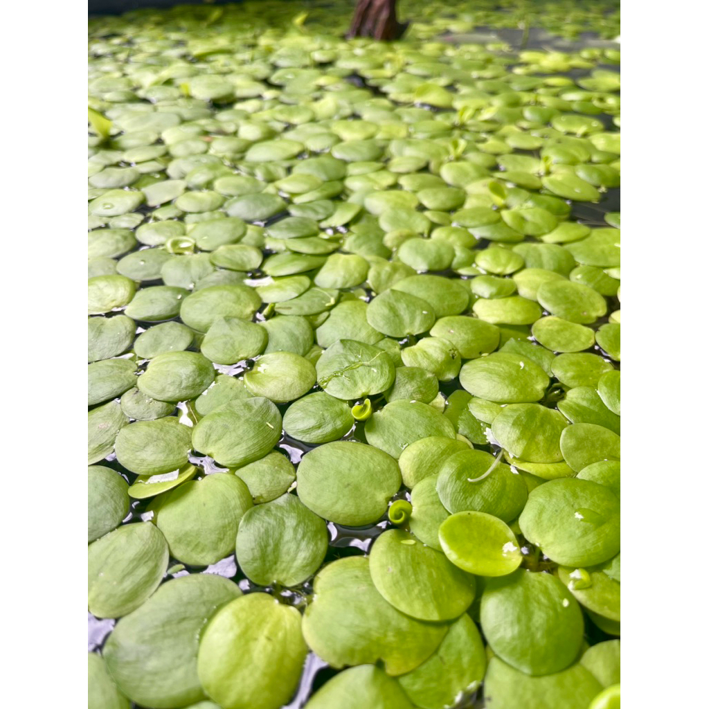 จอกเขียวญี่ปุ่นจอกเขียวญี่ปุ่น  10ดอดพืชลอยน้ำที่ช่วยลดอุณหภูมิในน้ำ ดูดสารไนเตรท เพิ่มความสวยงาม ให้อ่างปลา