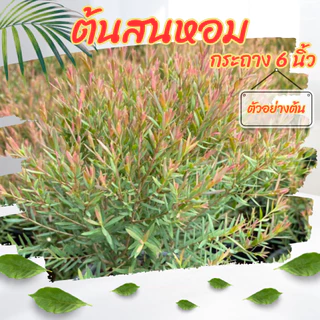 ต้นสนหอม สนหอมยอดแดง กระถาง 6 นิ้ว ไม้ประดับ จัดสวน