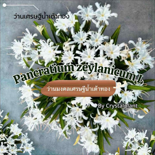 ว่านเศรษฐีน้ำเต้าทองสุดพิเศษไม้มงคล สมุนไพร ไม้ประดับ