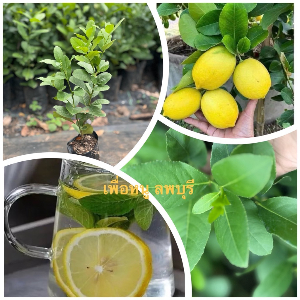 ต้นมะนาวเลม่อน(ฮาวาย )/กิ่งตอนและเสียบยอด สูง 60-80 ซม. มีกลิ่นหอมแรงมาก น้ำเยอะ ไร้เมล็ด (สินค้าเสียหายส่งเคลมฟรี)