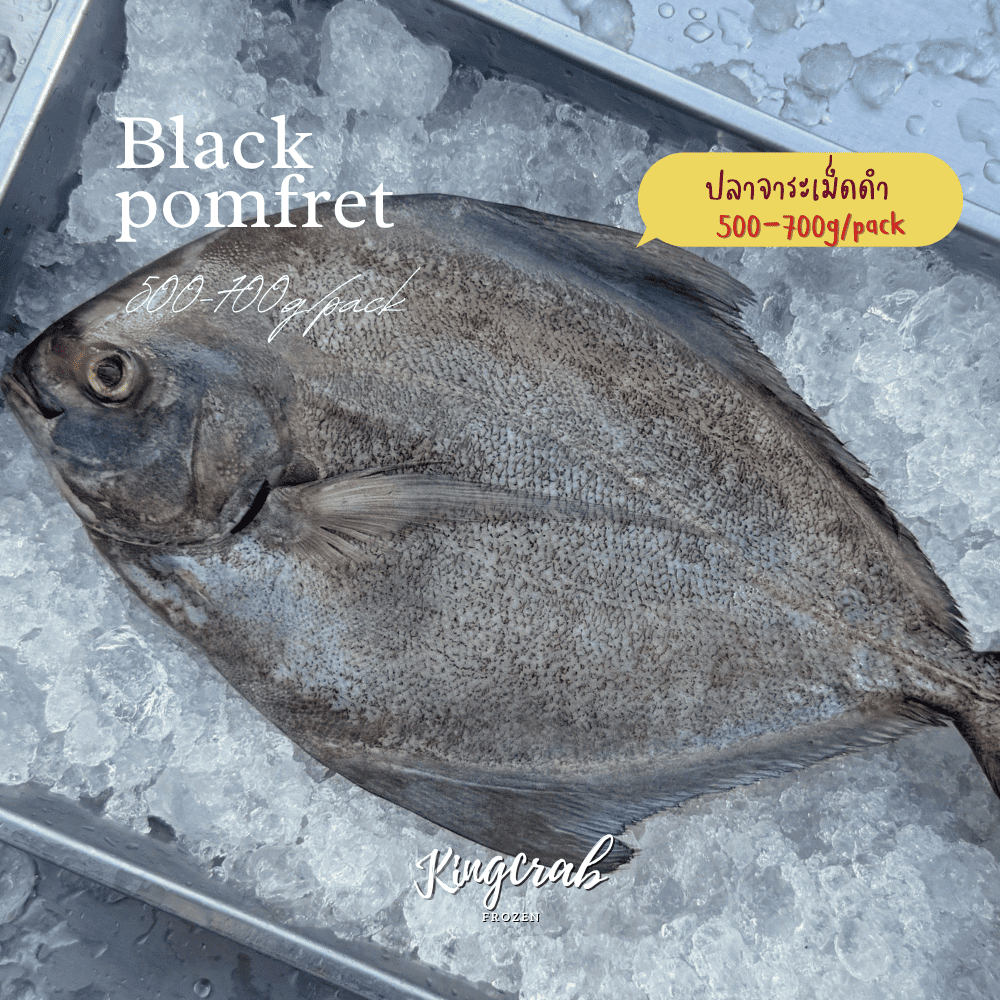 ปลาจาระเม็ดดำ 500-700กรัม 1ตัว BLACK POMFRET FISH WHOLE 500–700G