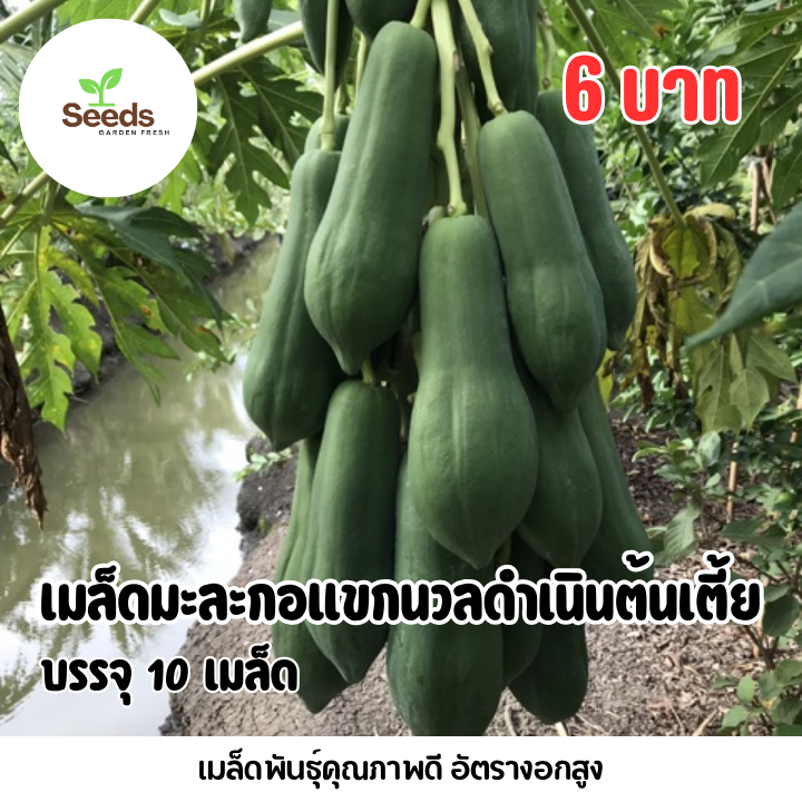 เมล็ดมะละกอแขกนวลดำเนิน(ต้นเตี้ย) บรรจุ 10 เมล็ด