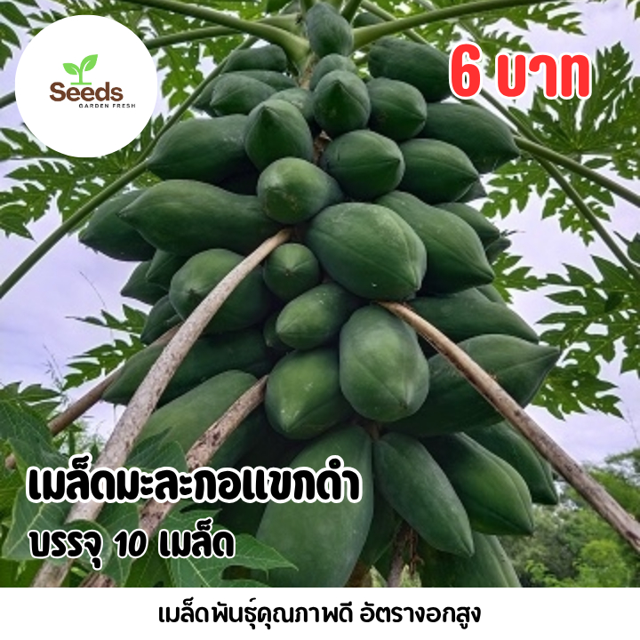 เมล็ดมะละกอแขกดำ บรรจุ 10 เมล็ด