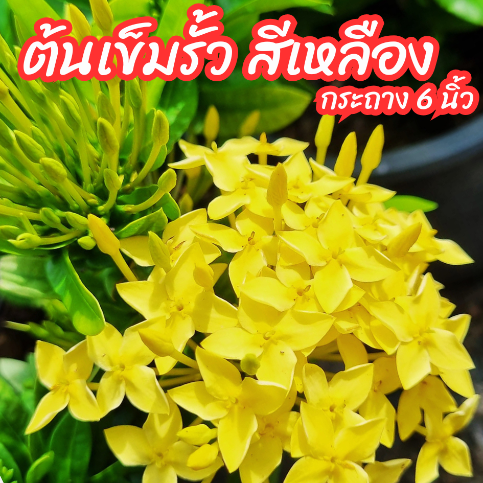 ต้นเข็มเล็ก เข็มรั้วดอกสีเหลือง กระถาง 6 นิ้ว นิยมปลูกทำแนวรั้ว ออกดอกทั้งปี
