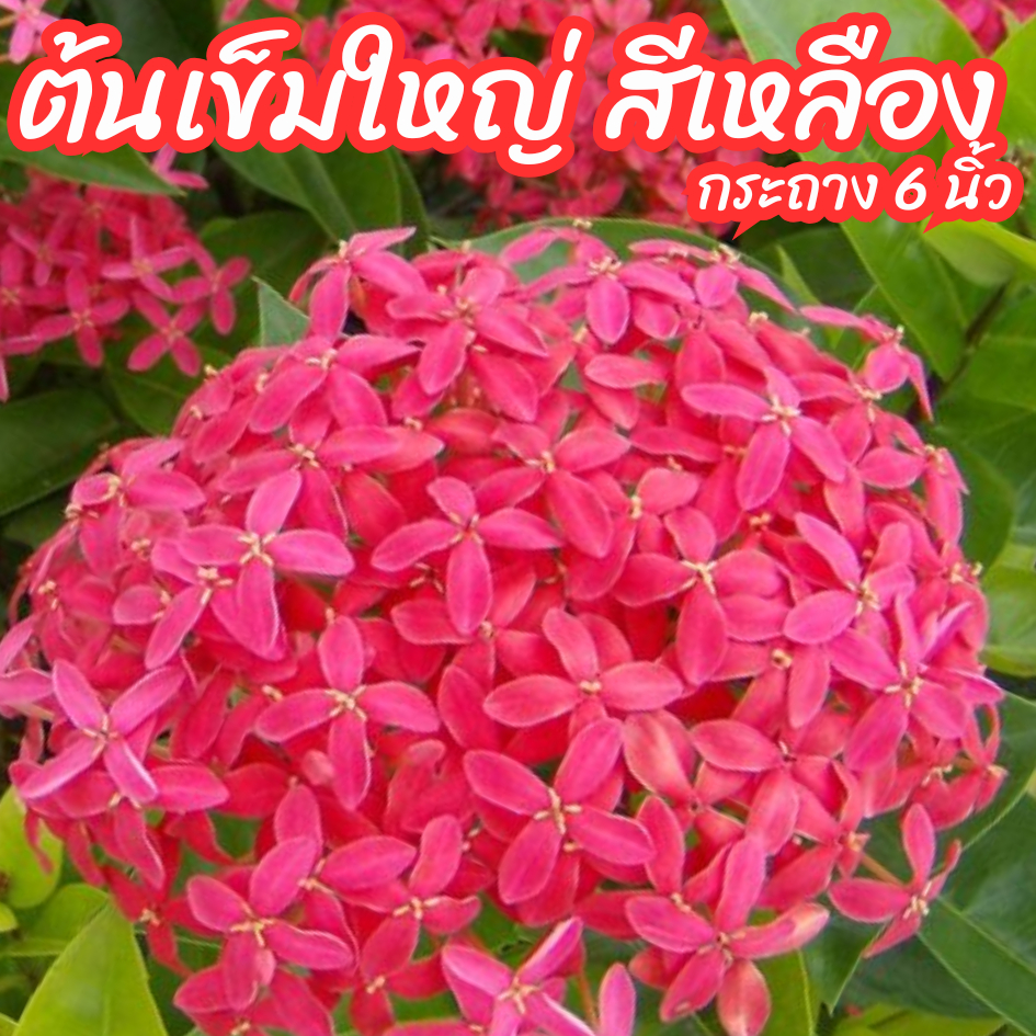 ต้นเข็มใหญ่ เข็มดอกใหญ่ สีชมพู เข็มชมพูใบใหญ่ กระถาง 6 นิ้ว