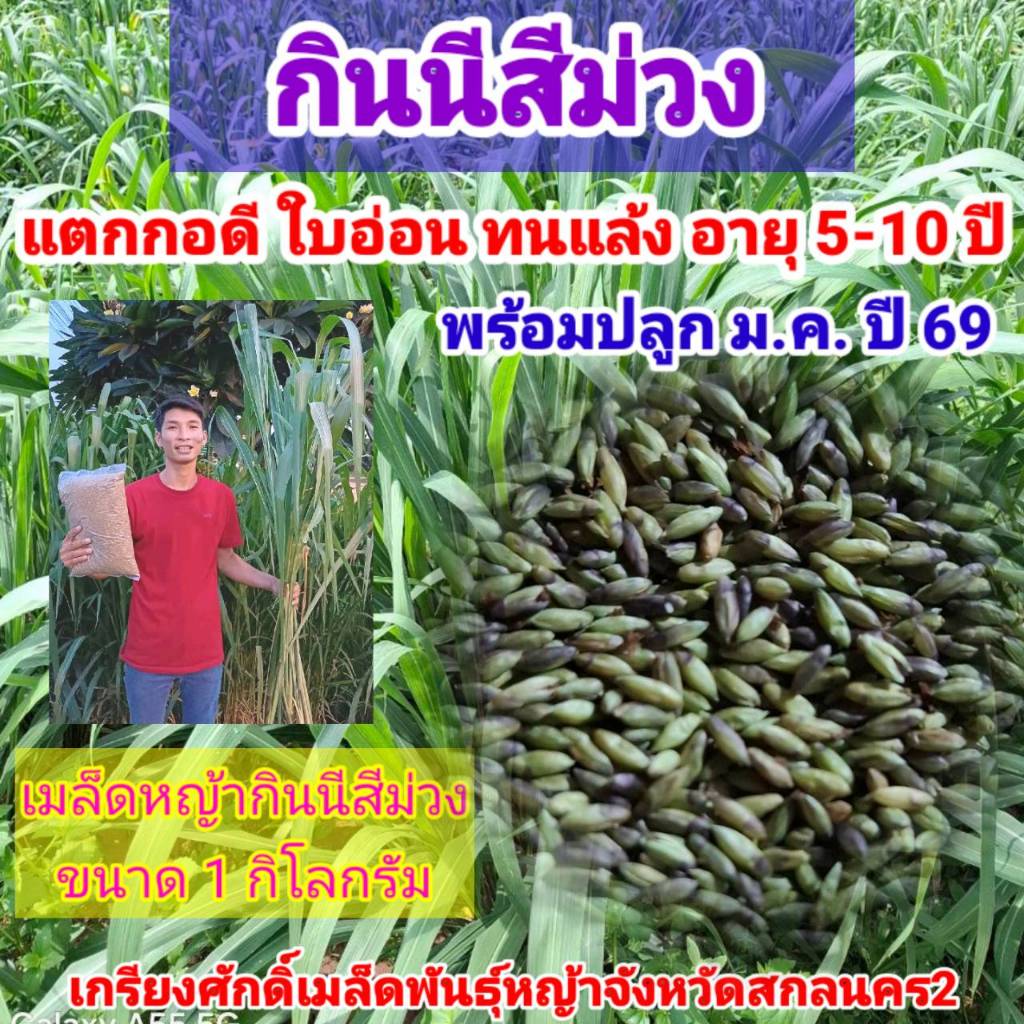 #เมล็ดหญ้ากินนีสีม่วง  พร้อมปลูกเดือน มค.ปี 69 เป็นต้นไป#หญ้ากินนีสีม่วง #เกรียงศักดิ์เมล็ดและท่อนพันธุ์หญ้าอาหารสัตว์