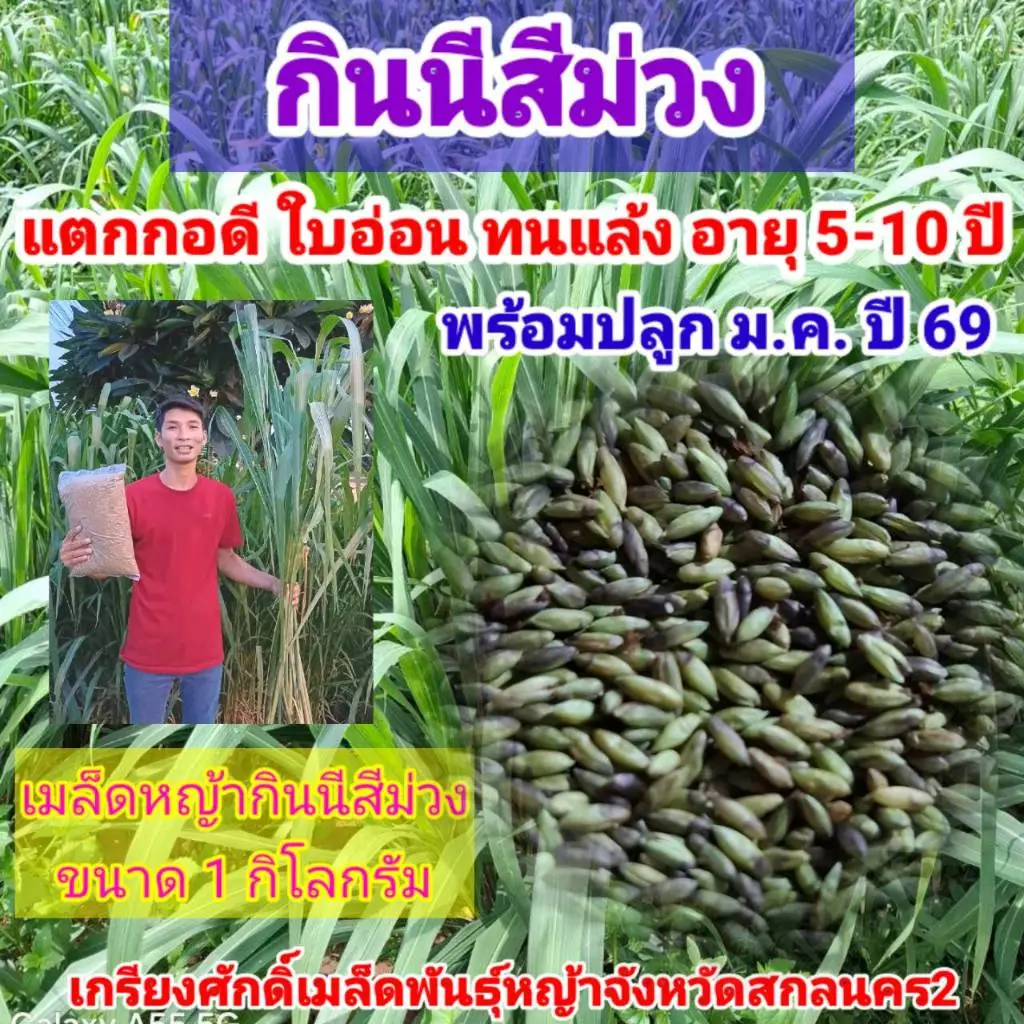 #เมล็ดหญ้ากินนีสีม่วง พร้อมปลูกเดือน มค.ปี 69 เป็นต้นไป#หญ้ากินนีสีม่วง #เกรียงศักดิ์เมล็ดและท่อนพันธุ์หญ้าอาหารสัตว์