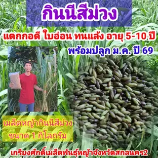 #เมล็ดหญ้ากินนีสีม่วง พร้อมปลูกเดือน มค.ปี 69 เป็นต้นไป#หญ้ากินนีสีม่วง #เกรียงศักดิ์เมล็ดและท่อนพันธุ์หญ้าอาหารสัตว์