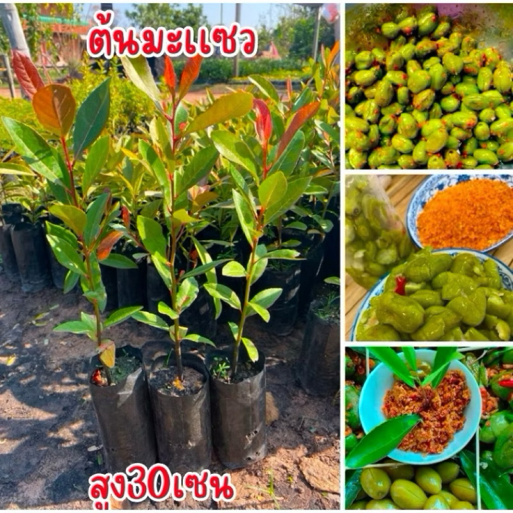 ต้นมะกอกน้ำหรือต้นมะแซว 4ต้น80บาท เพาะเมล็ดครับ