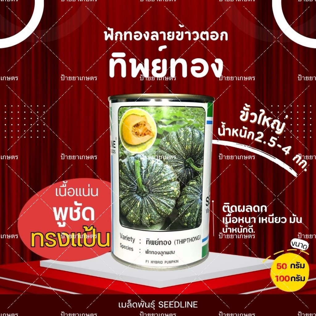 ฟักทองทิพย์ทอง ลายข้าวตอก F1 เมล็ดพันธุ์ฟักทองเนื้อหนา ลูกใหญ่ เนื้อสีทอง หวานมัน ตราซีดไลน์