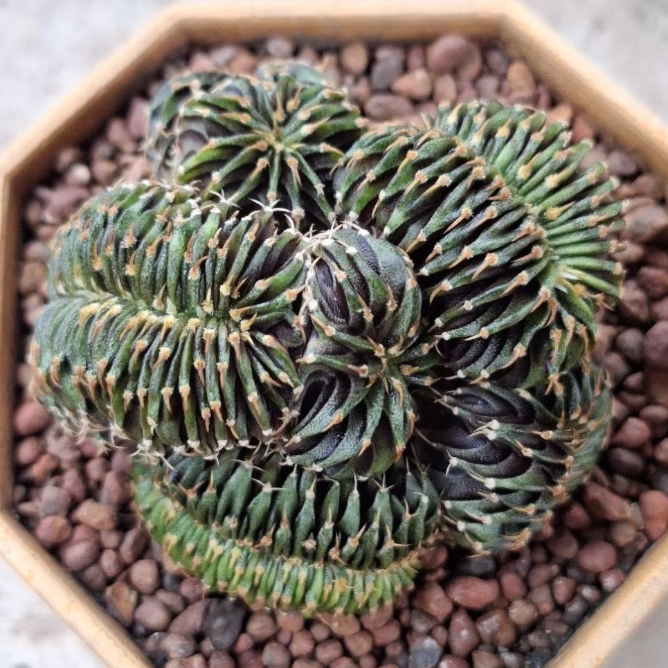 LB2178คริสตาต้า ตัวแท้ อนาคตดี เกรดประกวด