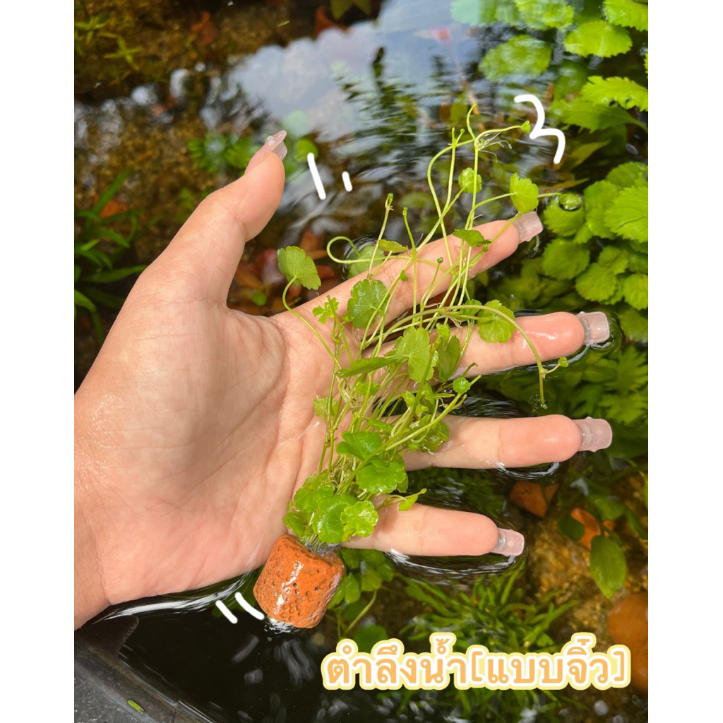 ตำลึงน้ำ[แบบจิ๋ว]สีเขียวสวยเพิ่มความธรรมชาติให้กับตู้ปลา