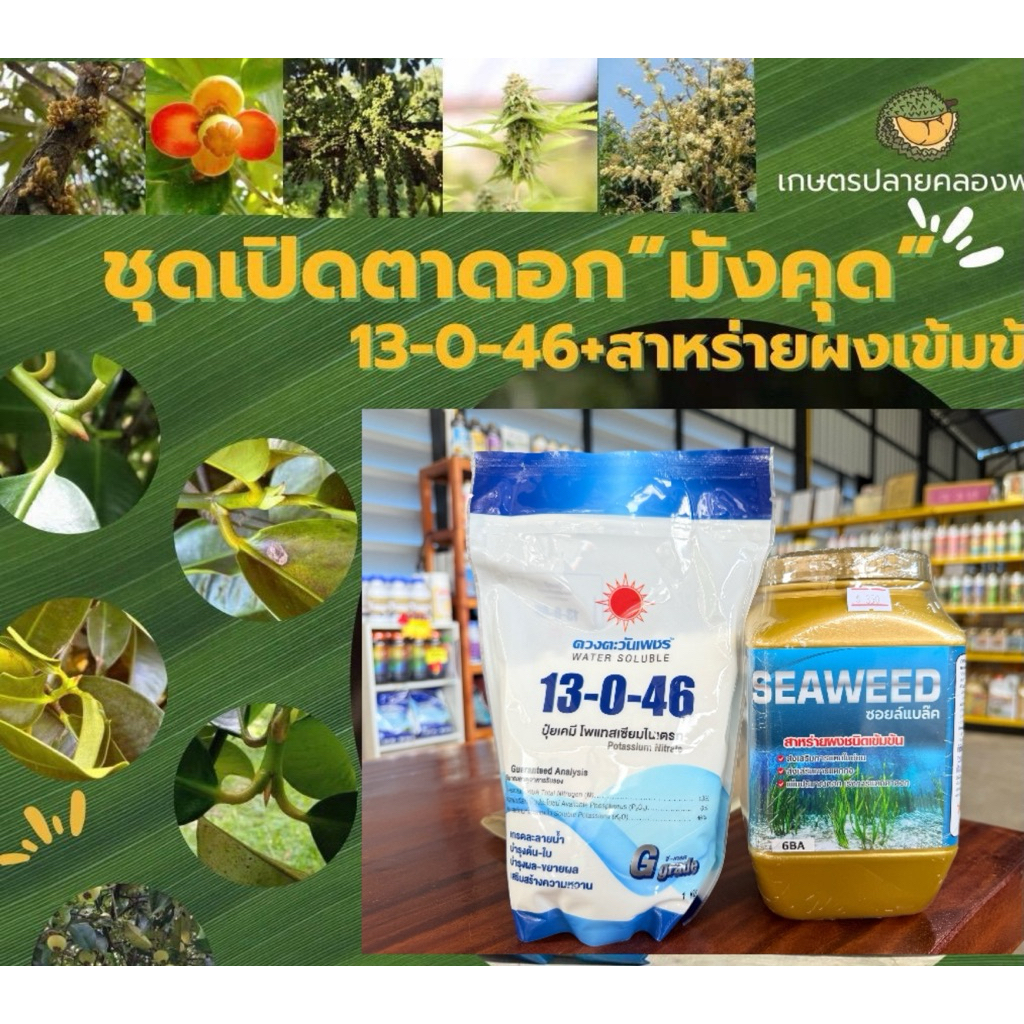 ชุดเปิดตาดอกมังคุด 13-0-46+Seaweed 6-Ba ดอกดก ผิวสวย ผลโต ใช้สำหรับการเกษตรเท่านั้น