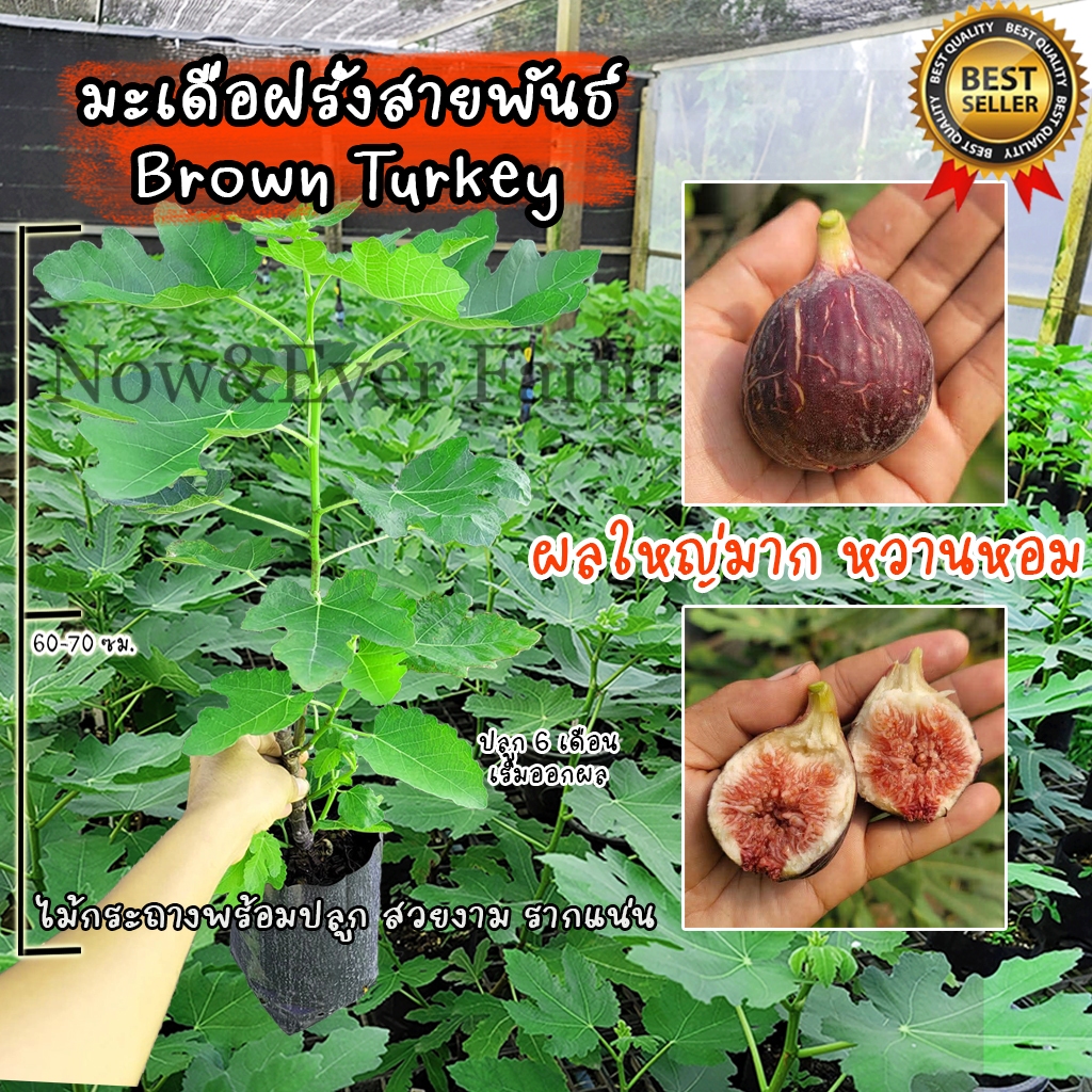 มะเดื่อฝรั่ง สายพันธ์ Brown Turkey ต้นสวยงาม แข็งแรง รากแน่น พร้อมปลูก ไม่ต้องเสี่ยงอนุบาล!!!