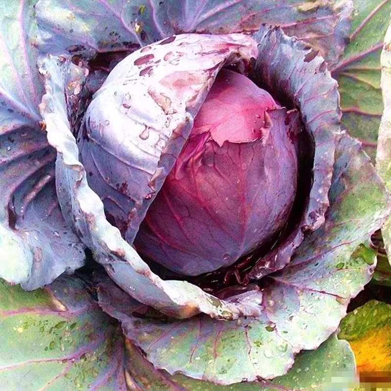 ปลูกง่าย เมล็ดพันธุ์ กะหล่ำปลี ม่วง บรรจุ 150เมล็ด Purple Cabbage Seed Organic Vegetable Seeds for Planting