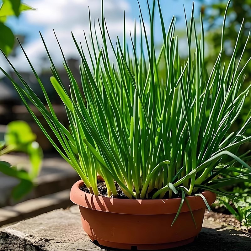 เมล็ดพันธุ์ให้ผลผลิตสูง 300 เมล็ด ต้นหอมเล็ก dahon ng sibuyas seeds พันธุ์คุณภาพดี ปลูกง่าย