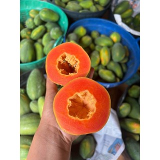 มะละกอเรดเลดี้ อินทรีย์แท้ สำหรับทานสุก เก็บแก่จัด เนื้อแน่น…