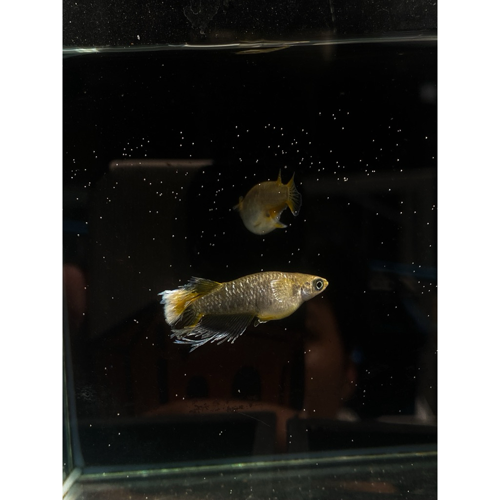 ไข่เมดากะ Fromage Kissing Wide fin คัดพิเศษ รับประกันฟัก