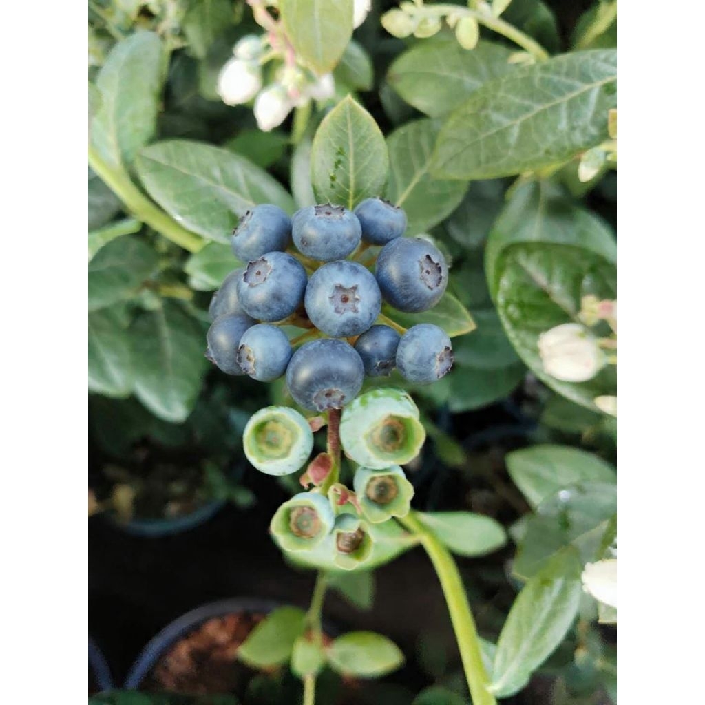 บลูเบอร์รี่ พันธุ์ เอ็มเมอร์รัล Emerald Blueberry