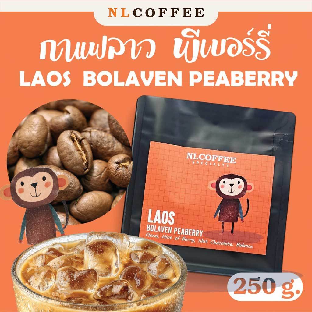 (ใหม่) NLCOFFEE เมล็ดกาแฟ Laos - Bolaven Peaberry
