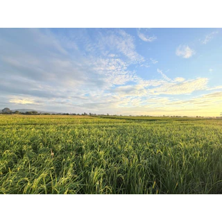 ถูกที่สุด👍ข้าวน้ำตาลต่ำ ข้าว กข43 นาคุณย่า ข้าวน้ำตาลน้อย🌾ข้าวเพื่อสุขภาพ ออแกนิค ปลอดสารเคมี 🌾ส่งตรงจากชาวนาถึงมือคุณ