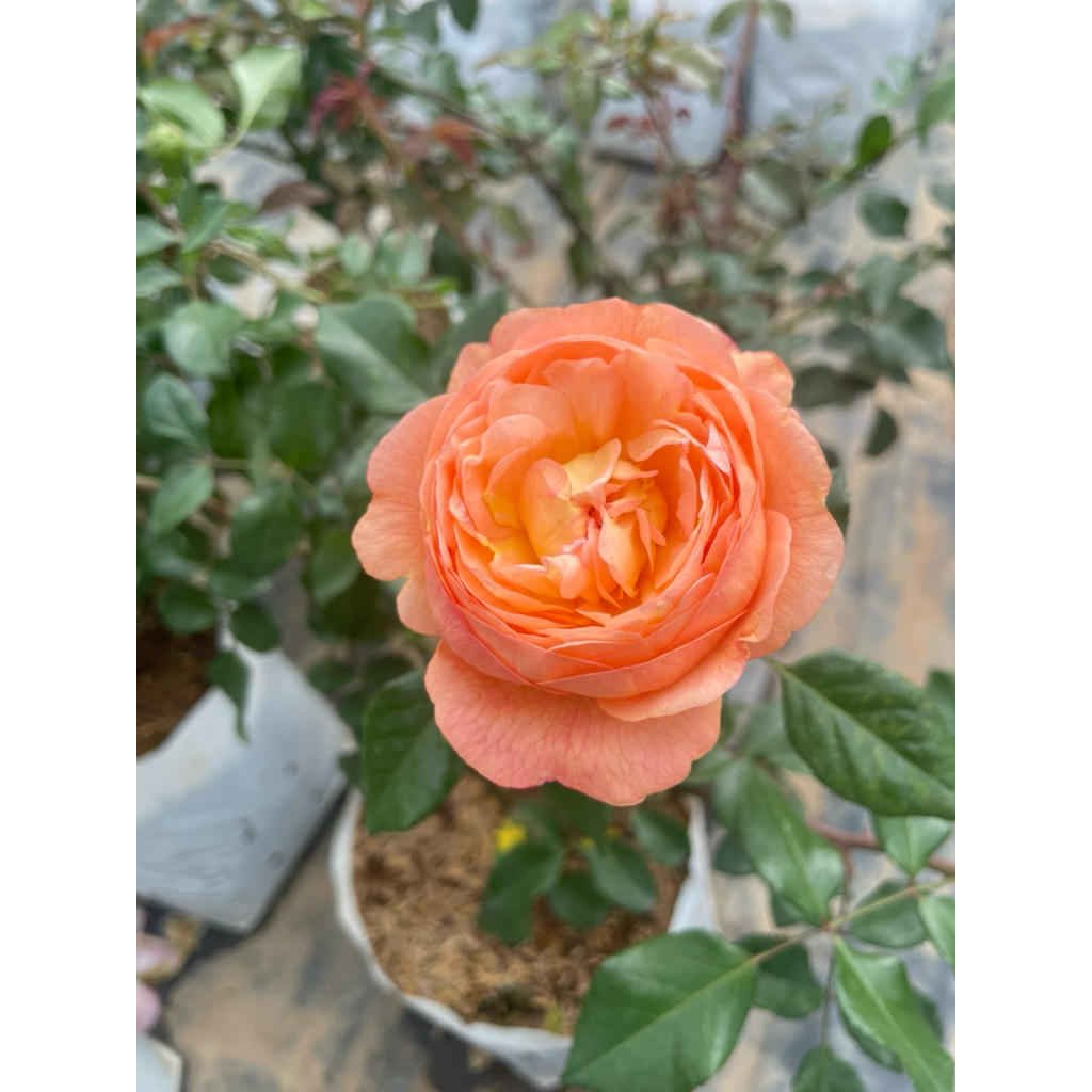 กุหลาบโรบิ้น (Robin Rose) สีส้มเข้มอมส้มแอปริคอต ทรงดอกถ้วย กลิ่นหอมแรงกลิ่นผลไม้