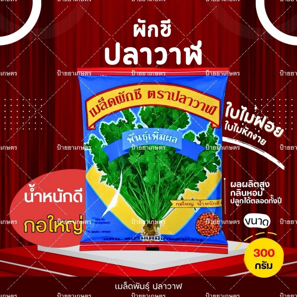 เมล็ดพันธุ์ ผักชีปลาวาฬ เพิ่มผล ขนาด 300 กรัม ผักสวนครัว ผักชี ตราปลาวาฬ