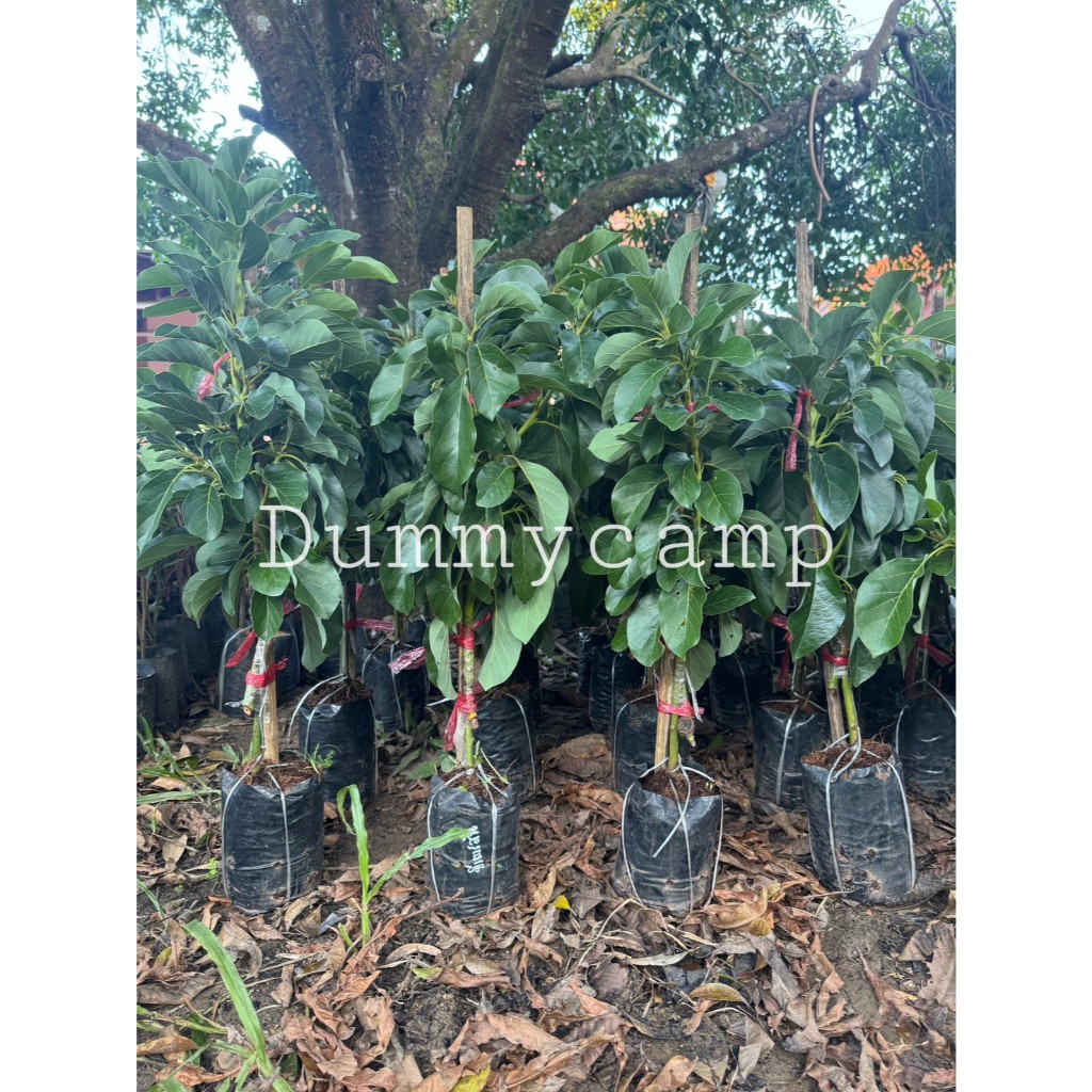 ต้นอะโวคาโด ปีเตอร์สัน ทาบกิ่ง สูง50-60ซม พร้อมปลูก - รูปที่ 2