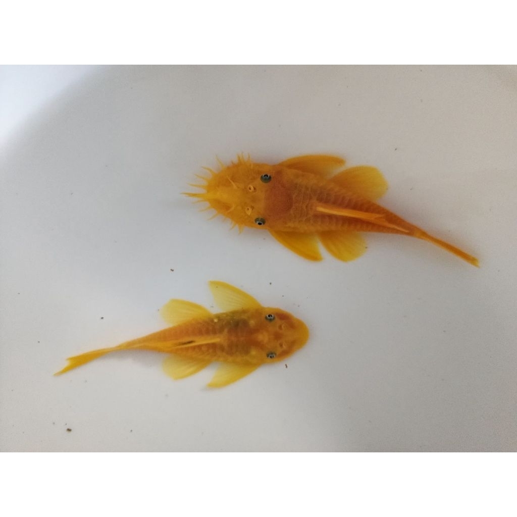 [จัดส่ง2-3วัน]อาหารปลาซัคเกอร์L144 Blue Eye 1คู่(ผู้เมีย)