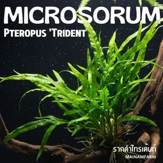 รากดำ ‘ไทรเด้นท์’ เลือกขนาดได้ – MICROSORUM PTEROPUS ‘TRIDENT’ ต้นไม้น้ำ