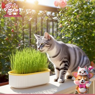 Boqi Factory 🌱ชุดปลูกหญ้าแมว🌱 หญ้าแมวออแกนิก เมล็ดข้าวสาลี ถ…