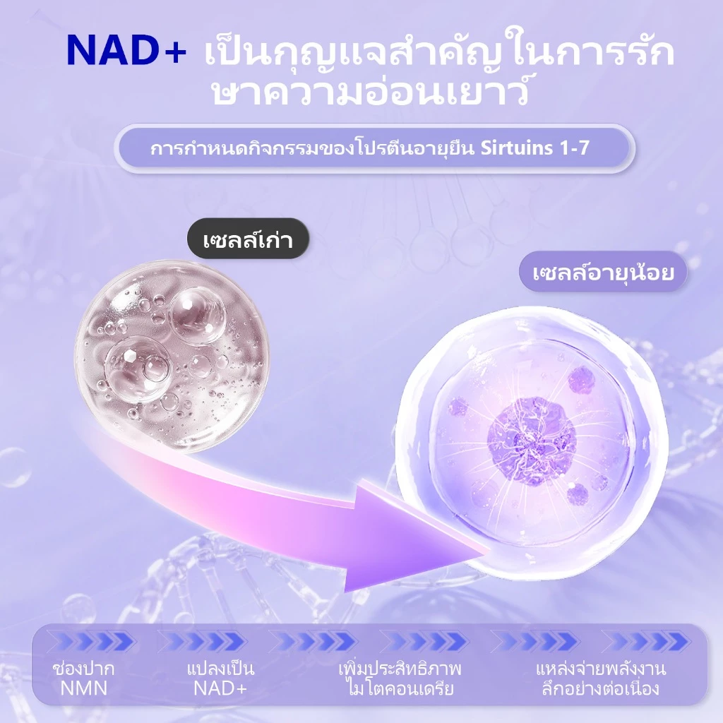 Wellcatcher NMNREV500 ผลิตภัณฑ์เสริมอาหาร thumbnail 6