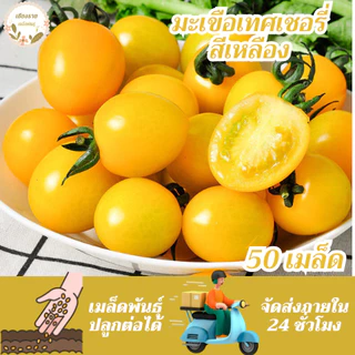 เมล็ดพันธุ์ มะเขือเทศเชอรี่ สีเหลือง 50 เมล็ด Yellow Cherry Tomato Seed เมล็ดพันธุ์แท้ นำเข้าจากต่างประเทศ โตไว ปลูกง่าย