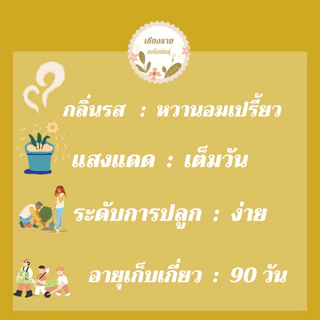 เมล็ดพันธุ์ มะเขือเทศเชอรี่ สีเหลือง 50 เมล็ด Yellow Cherry Tomato Seed เมล็ดพันธุ์แท้ นำเข้าจากต่างประเทศ โตไว ปลูกง่าย