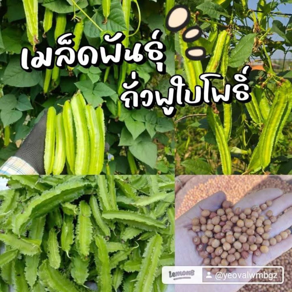 เมล็ดพันธุ์ถั่วพูใบโพธิ์50 เมล็ด 39 บาทซื้อ 2 แถม 1 ซอง