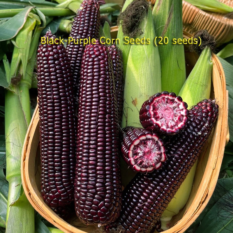 Black Purple Corn Seed ข้าวโพดข้าวเหนียวดำ เมล็ดพันธุ์ ข้าวโพดขาวม่วง - 20 เมล็ดต่อซอง Waxy Corn Seeds for Planting