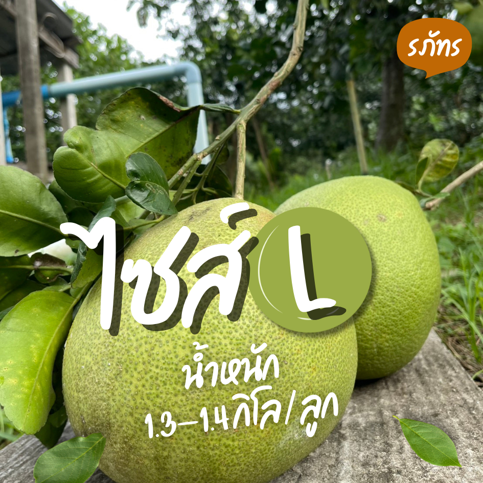 ส้มโอ พันธุ์ขาวใหญ่ จากสวนอัมพวา ไซส์ L - 1.3-1.4 kg