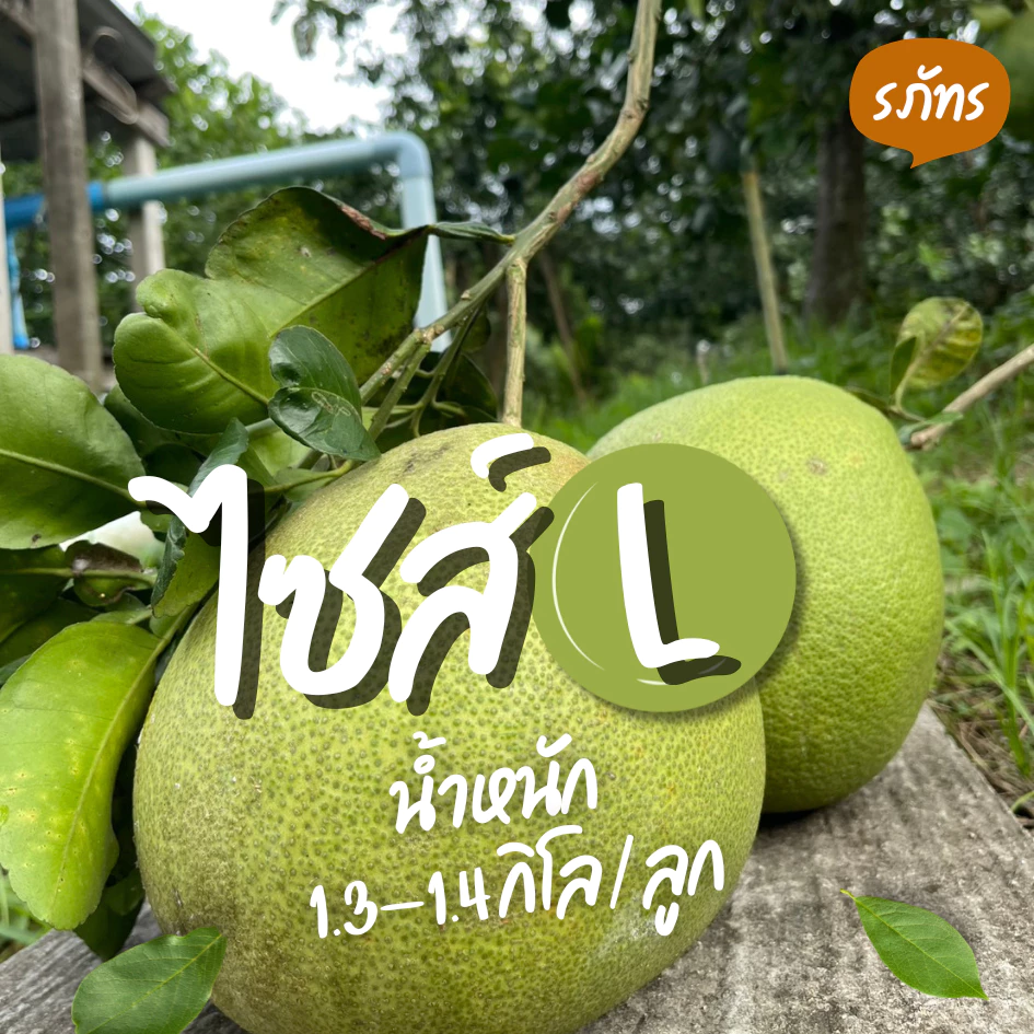 ส้มโอ พันธุ์ขาวใหญ่ จากสวนอัมพวา ไซส์ L - 1.3-1.4 kg