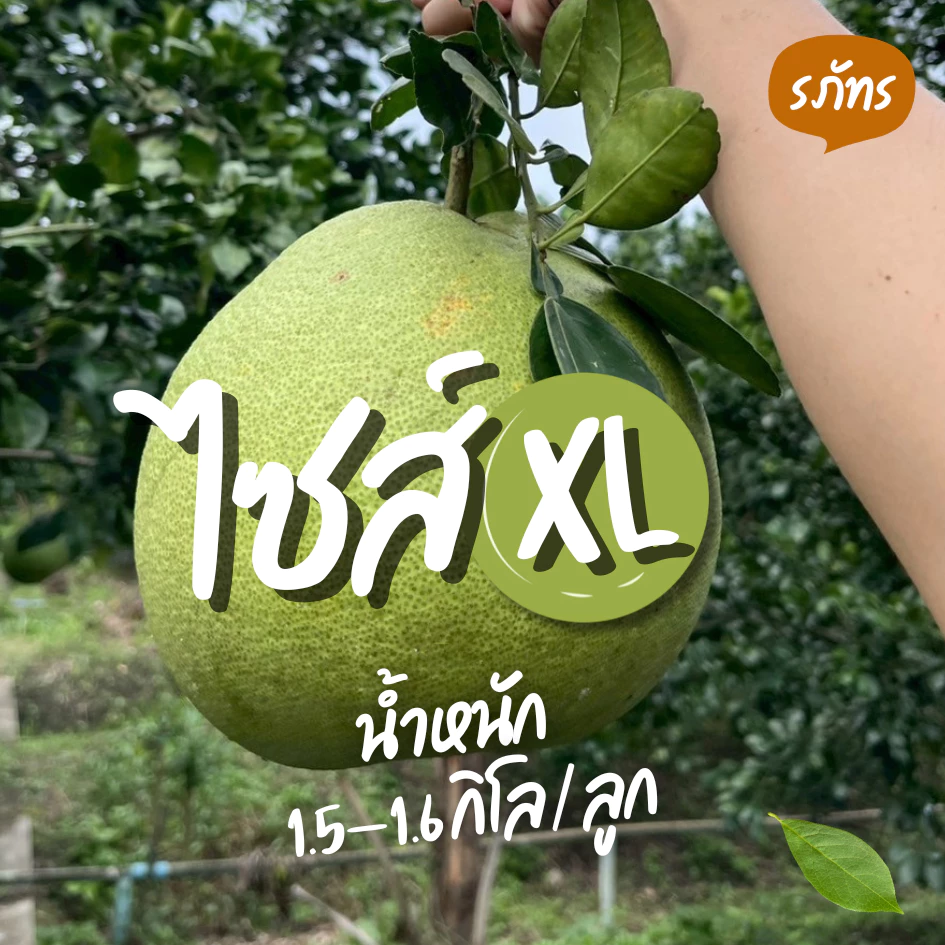 ส้มโอ สายพันธุ์ขาวใหญ่ อัมพวาแท้ Size XL ขนาด 1.5-1.6 kg