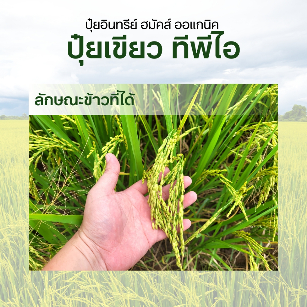 ((โฉมใหม่))ปุ๋ยเขียวTPI ปุ๋ยฮมัคส์ บำรุงพืช เร่งราก เร่งโต (สำหรับราดรดลงดิน) สินค้าคุณภาพจาก TPIPL - รูปที่ 5