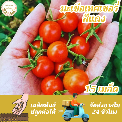 เมล็ดพันธุ์ มะเขือเทศเชอรี่ 15 เมล็ด Lycopersicon esculentum เมล็ดพันธุ์แท้ นำเข้าจากต่างประเทศ ปลูกผัก สวนครัว